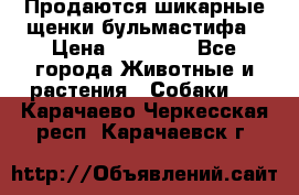 Продаются шикарные щенки бульмастифа › Цена ­ 45 000 - Все города Животные и растения » Собаки   . Карачаево-Черкесская респ.,Карачаевск г.